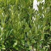 Prunus laur. 'Caucasica' 80-100 half oktober leverbaar 